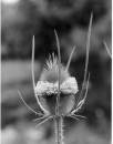 Thistle Solo BW * Thistle Alone